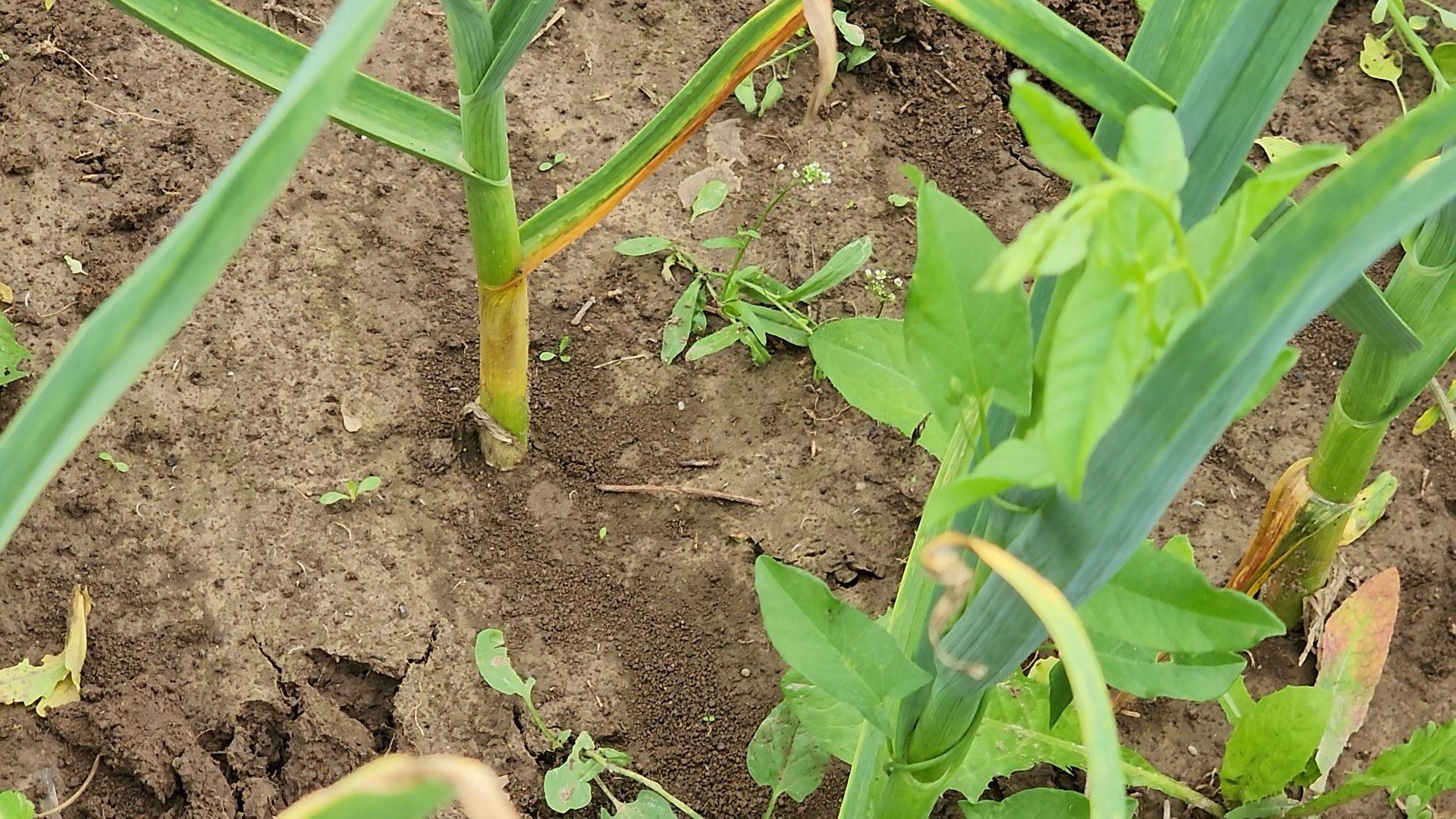 ступино, агрообразование, образование подмосковья,