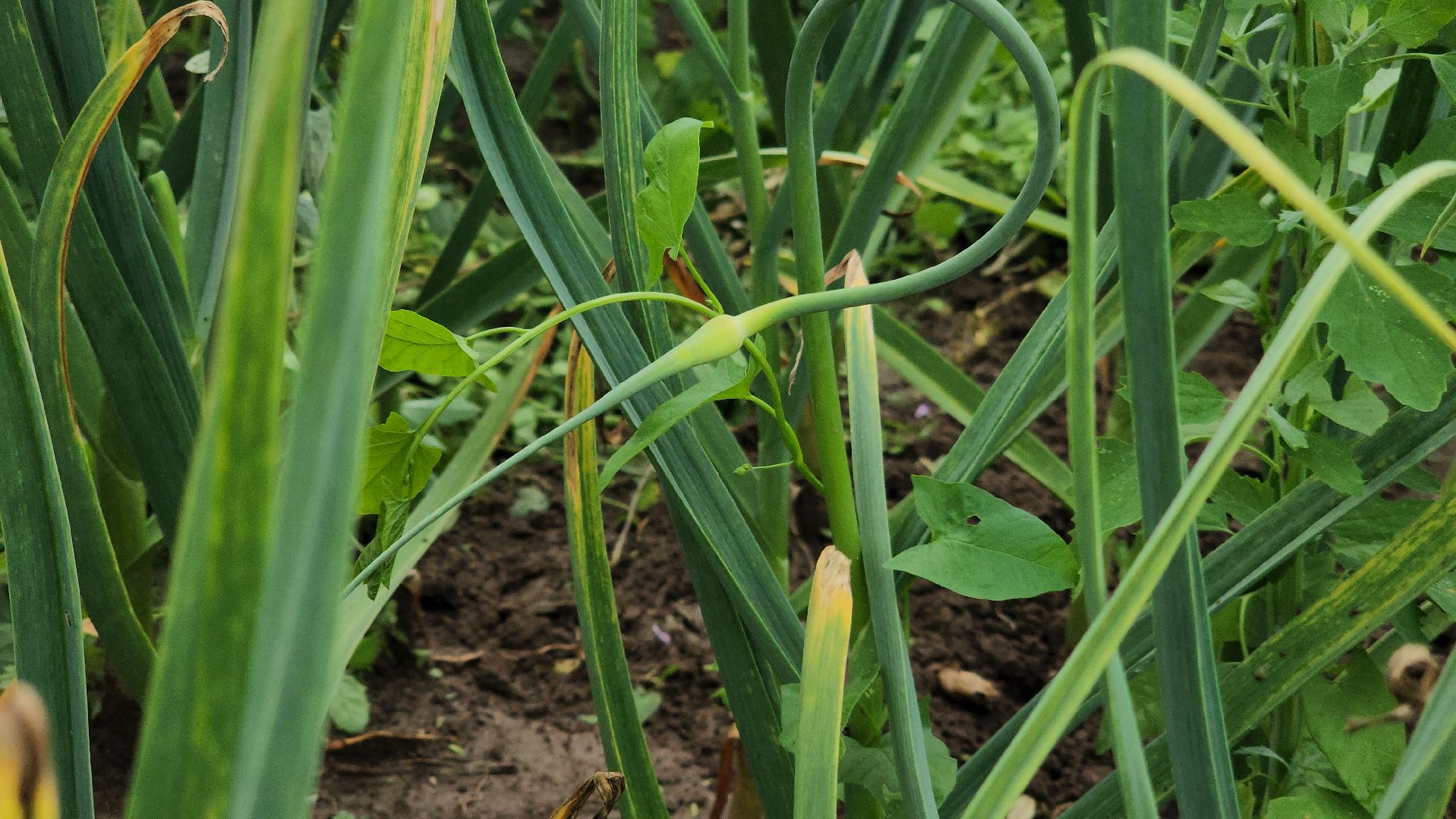 ступино, агрообразование, образование подмосковья,