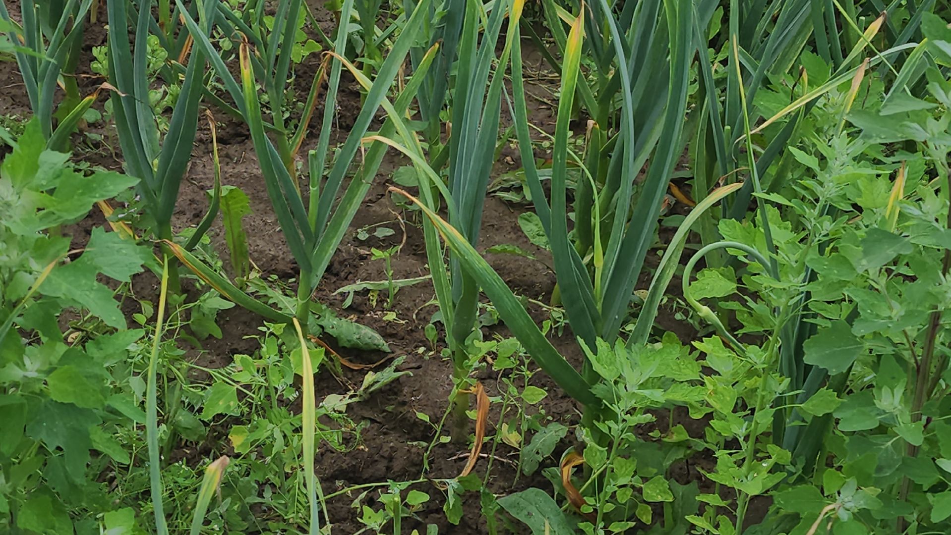 ступино, агрообразование, образование подмосковья,