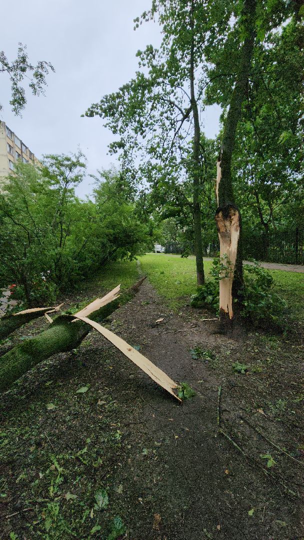 ураган, красногорск, чернево, падение деревьев, ливень,