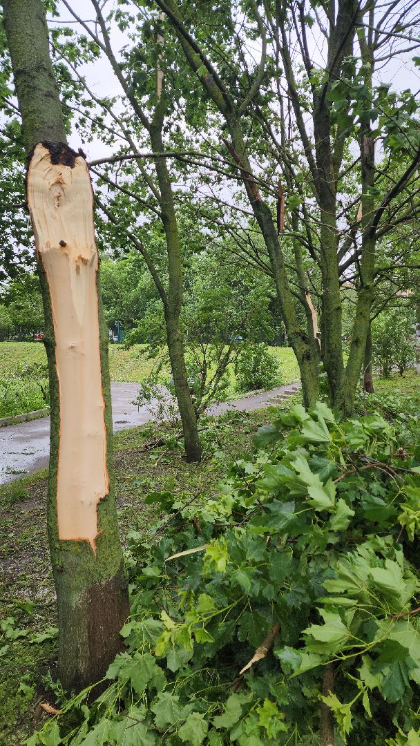 ураган, красногорск, чернево, падение деревьев, ливень,