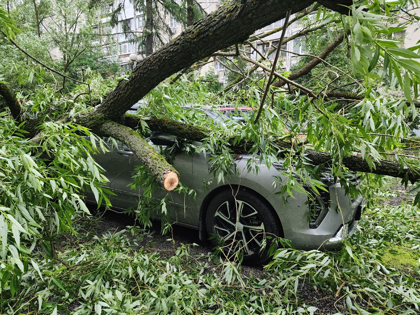 ураган, красногорск, чернево, падение деревьев, ливень,