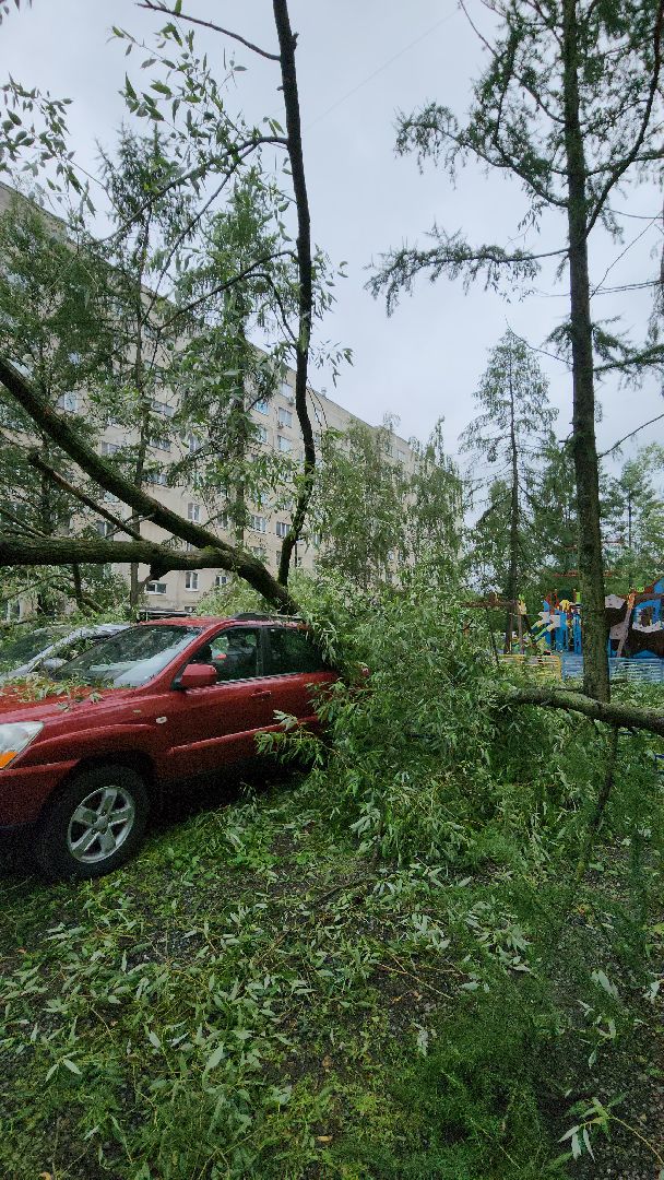 ураган, красногорск, чернево, падение деревьев, ливень,