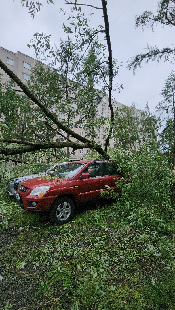 ураган, красногорск, чернево, падение деревьев, ливень,