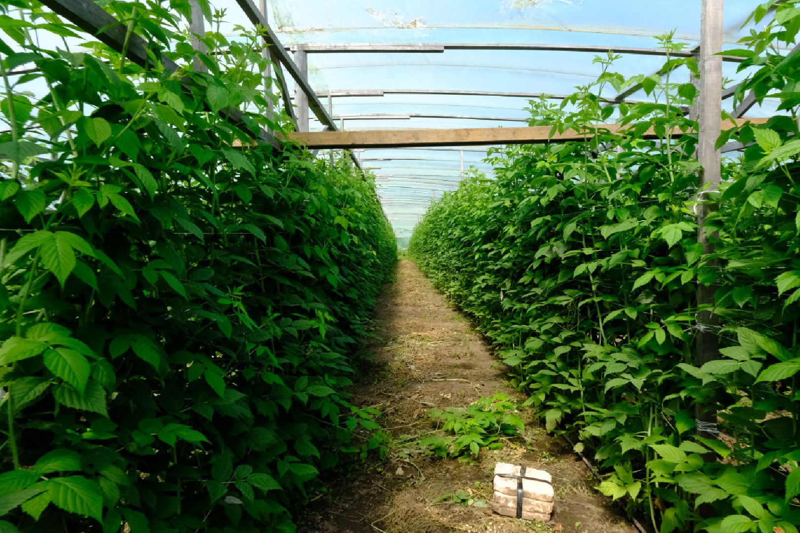 серпухов, пущино, сельское хозяйство, ягодная ферма,