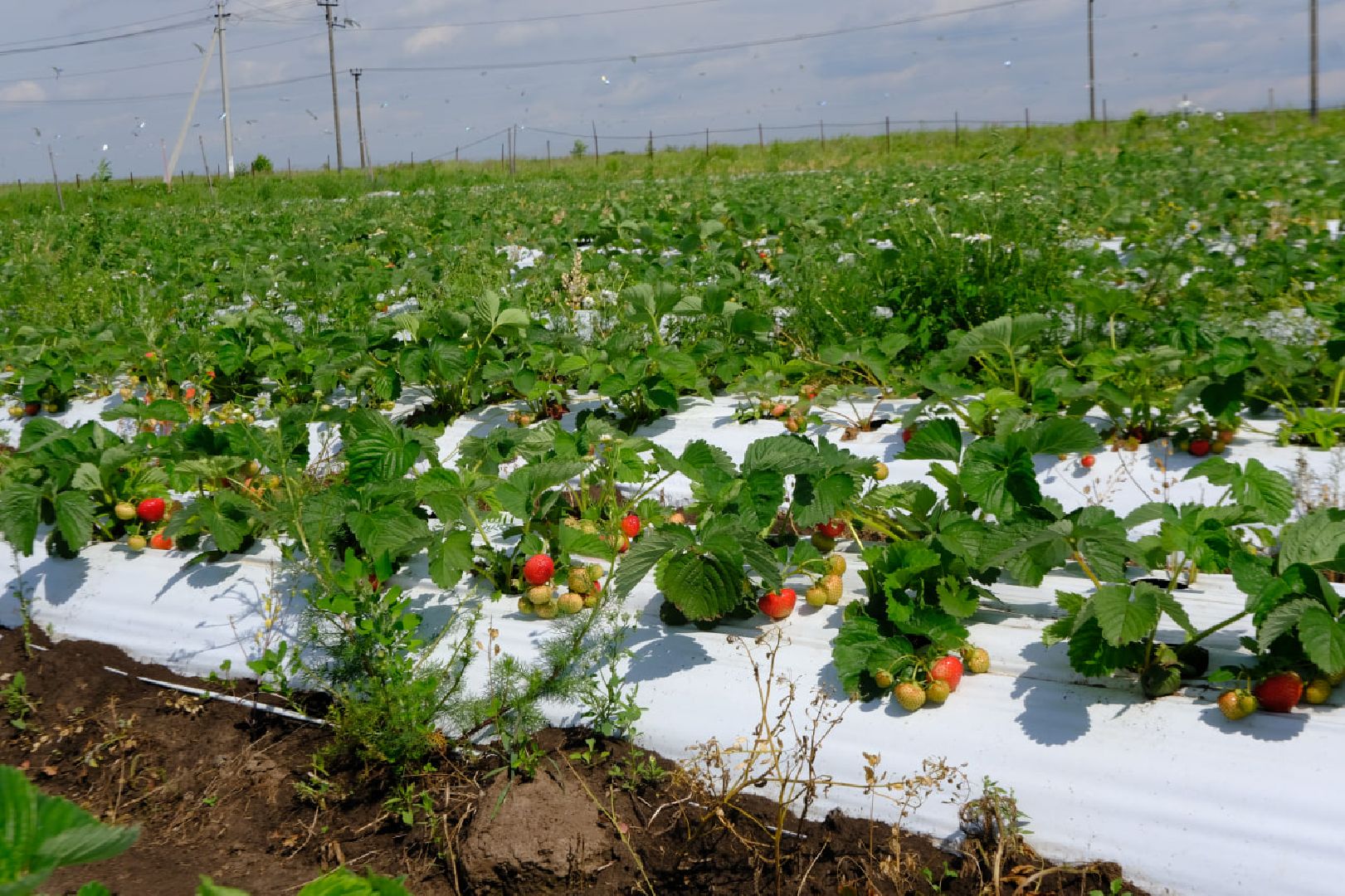 серпухов, пущино, сельское хозяйство, ягодная ферма,