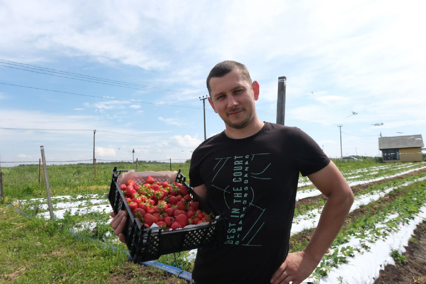 серпухов, пущино, сельское хозяйство, ягодная ферма,