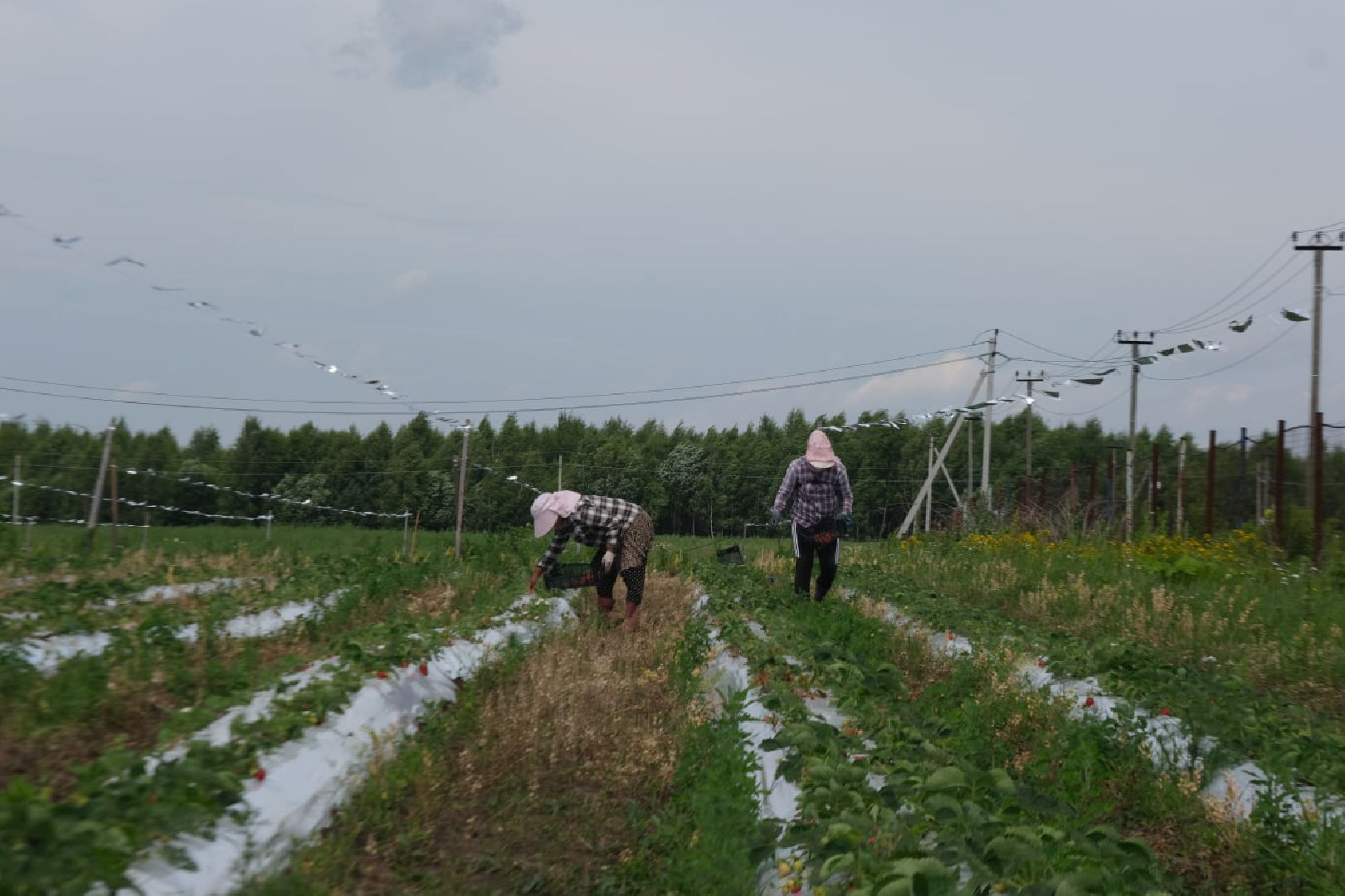 серпухов, пущино, сельское хозяйство, ягодная ферма,