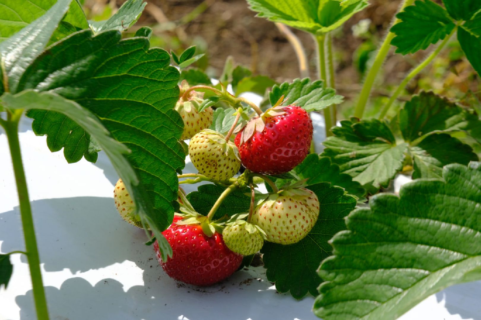 серпухов, пущино, сельское хозяйство, ягодная ферма,