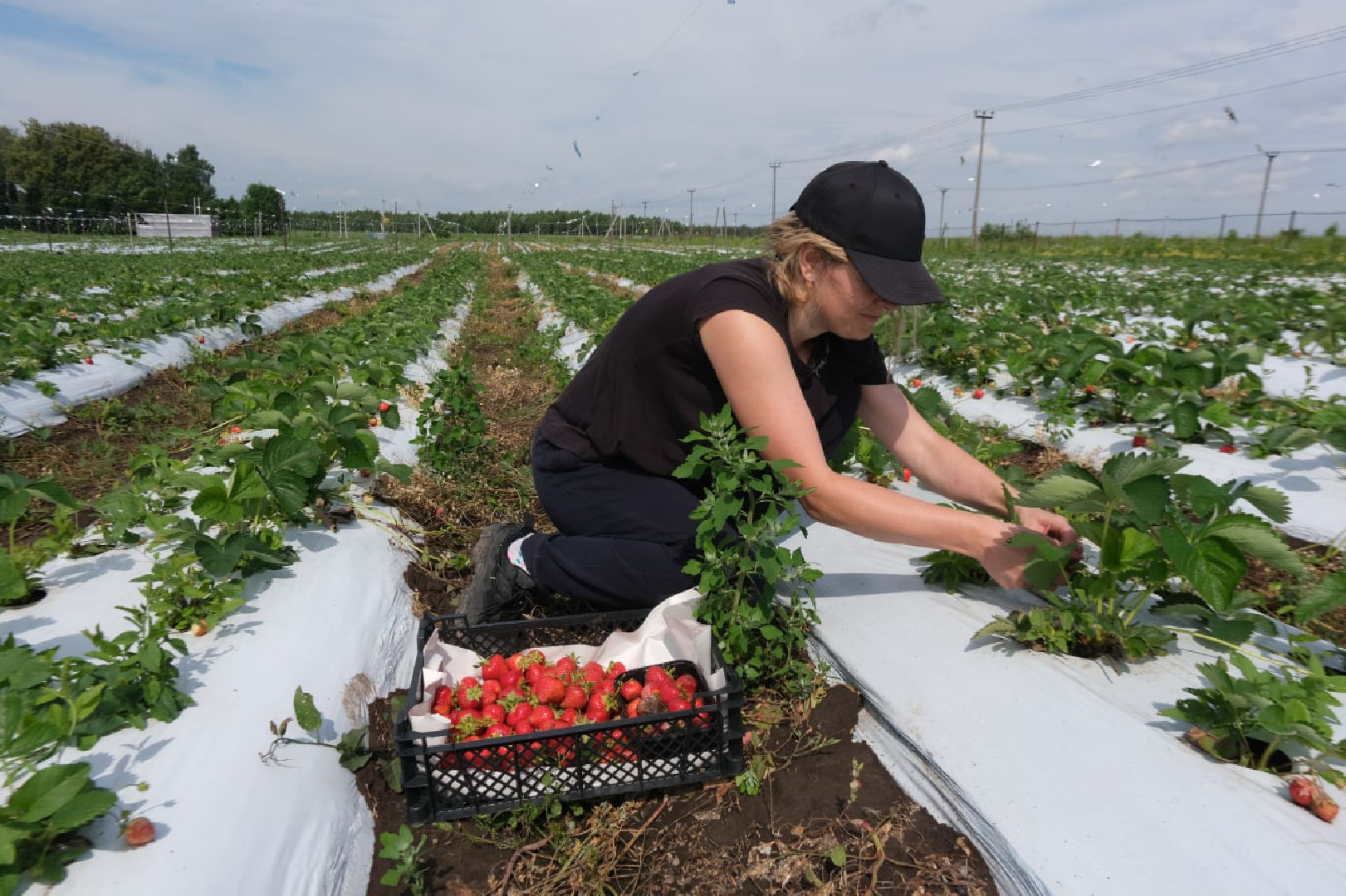 серпухов, пущино, сельское хозяйство, ягодная ферма,