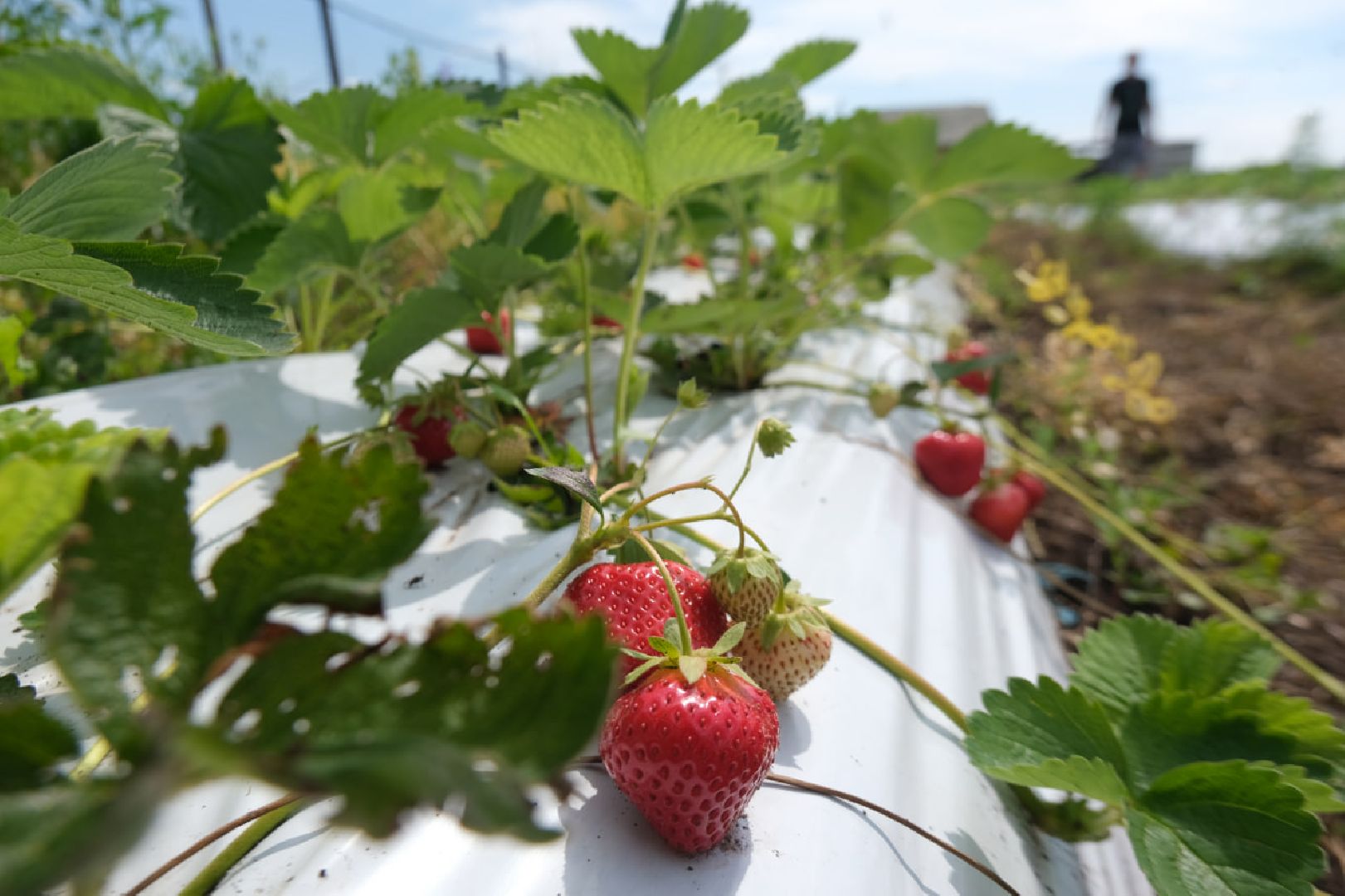серпухов, пущино, сельское хозяйство, ягодная ферма,