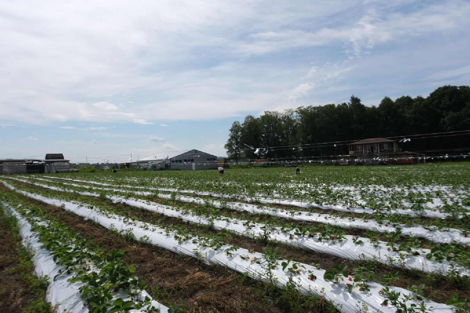 серпухов, пущино, сельское хозяйство, ягодная ферма,
