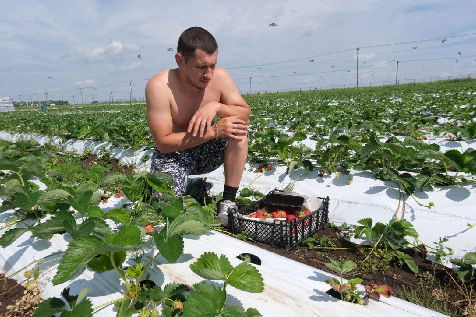 серпухов, пущино, сельское хозяйство, ягодная ферма,