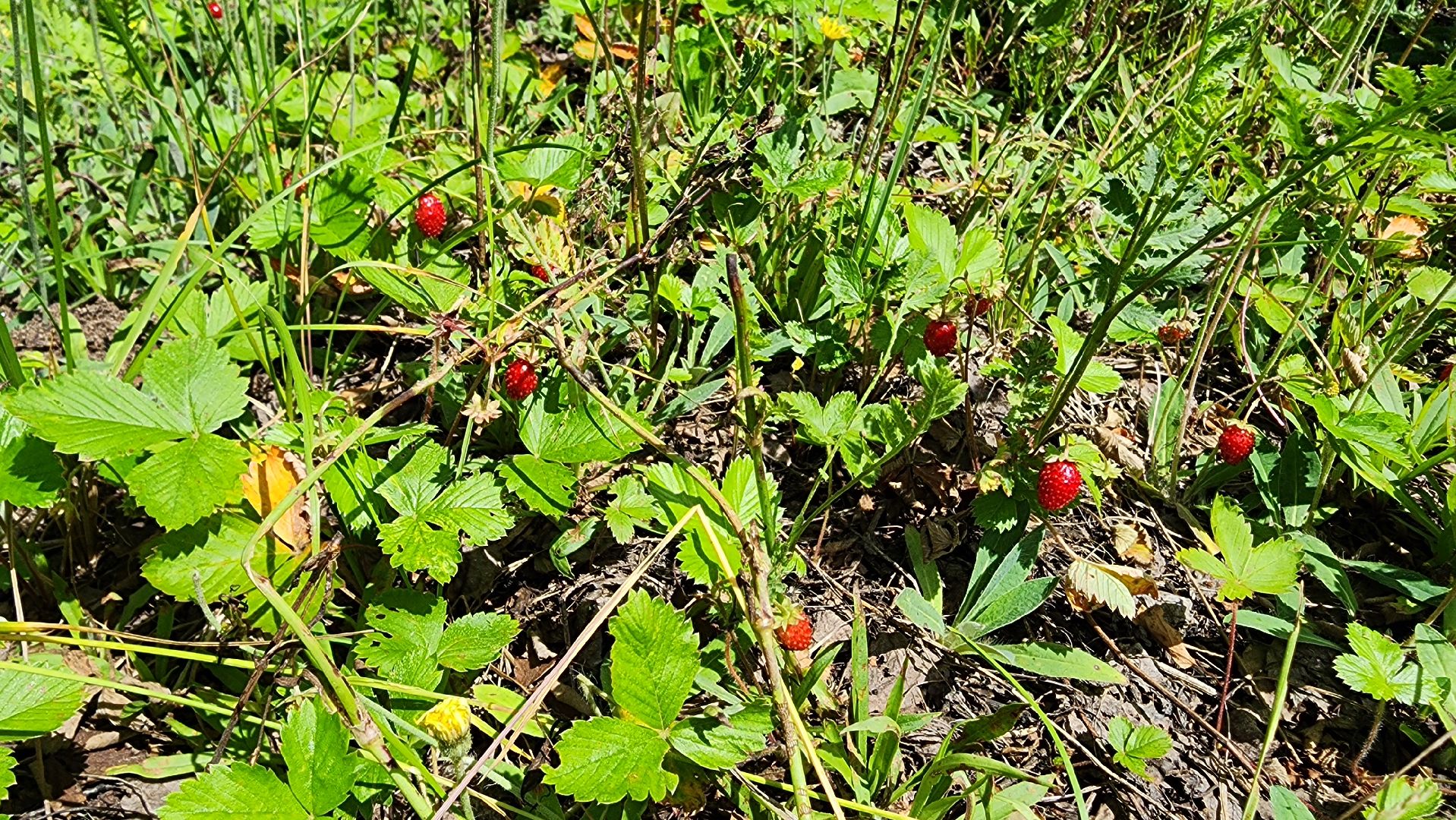 земляника, первые ягоды, Рошаль, Большая Шатура,