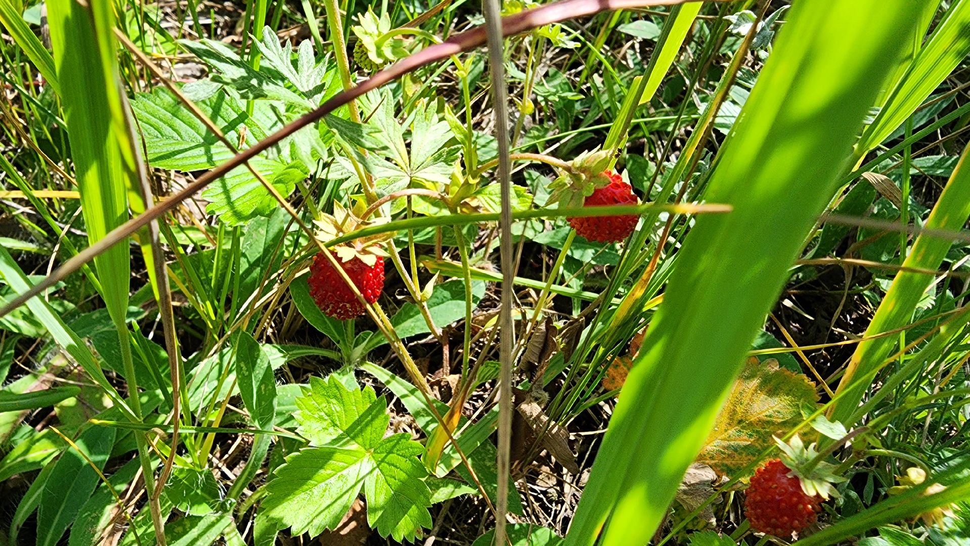 земляника, первые ягоды, Рошаль, Большая Шатура,