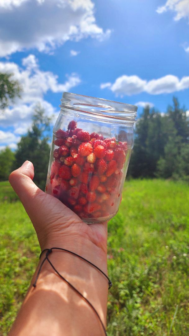 земляника, первые ягоды, Рошаль, Большая Шатура,