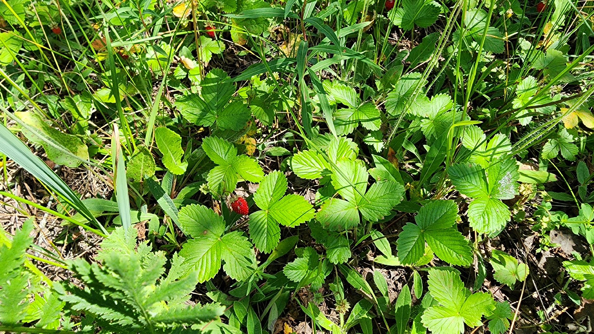 земляника, первые ягоды, Рошаль, Большая Шатура,