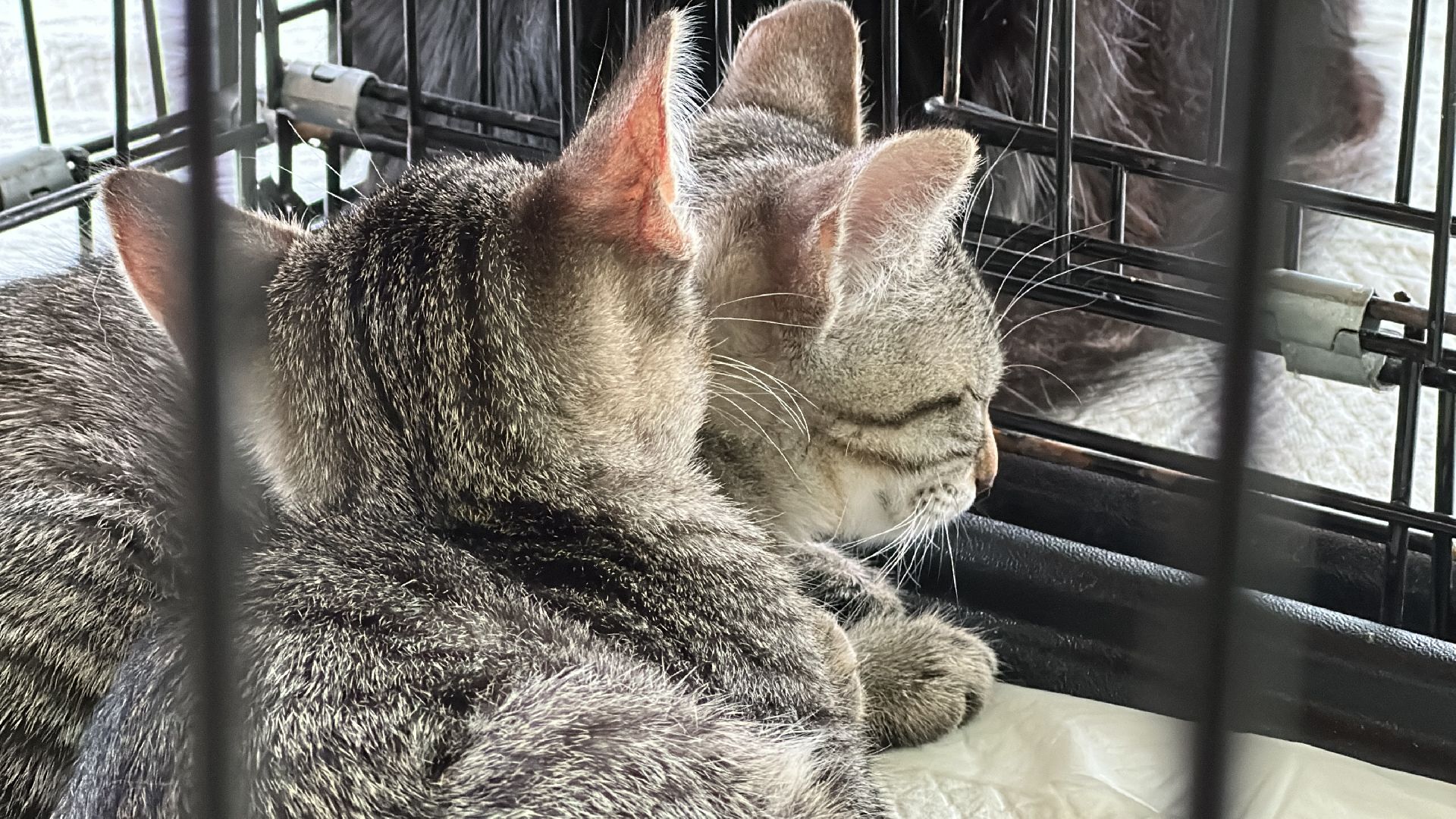 Клин, общество, благотворительность, волонтеры,