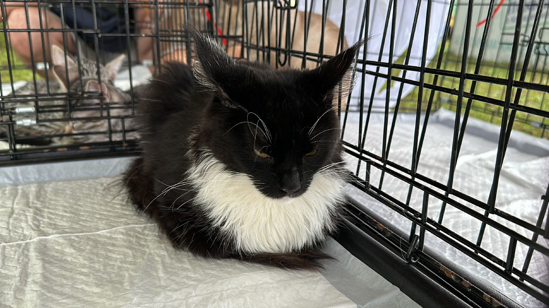 Клин, общество, благотворительность, волонтеры,