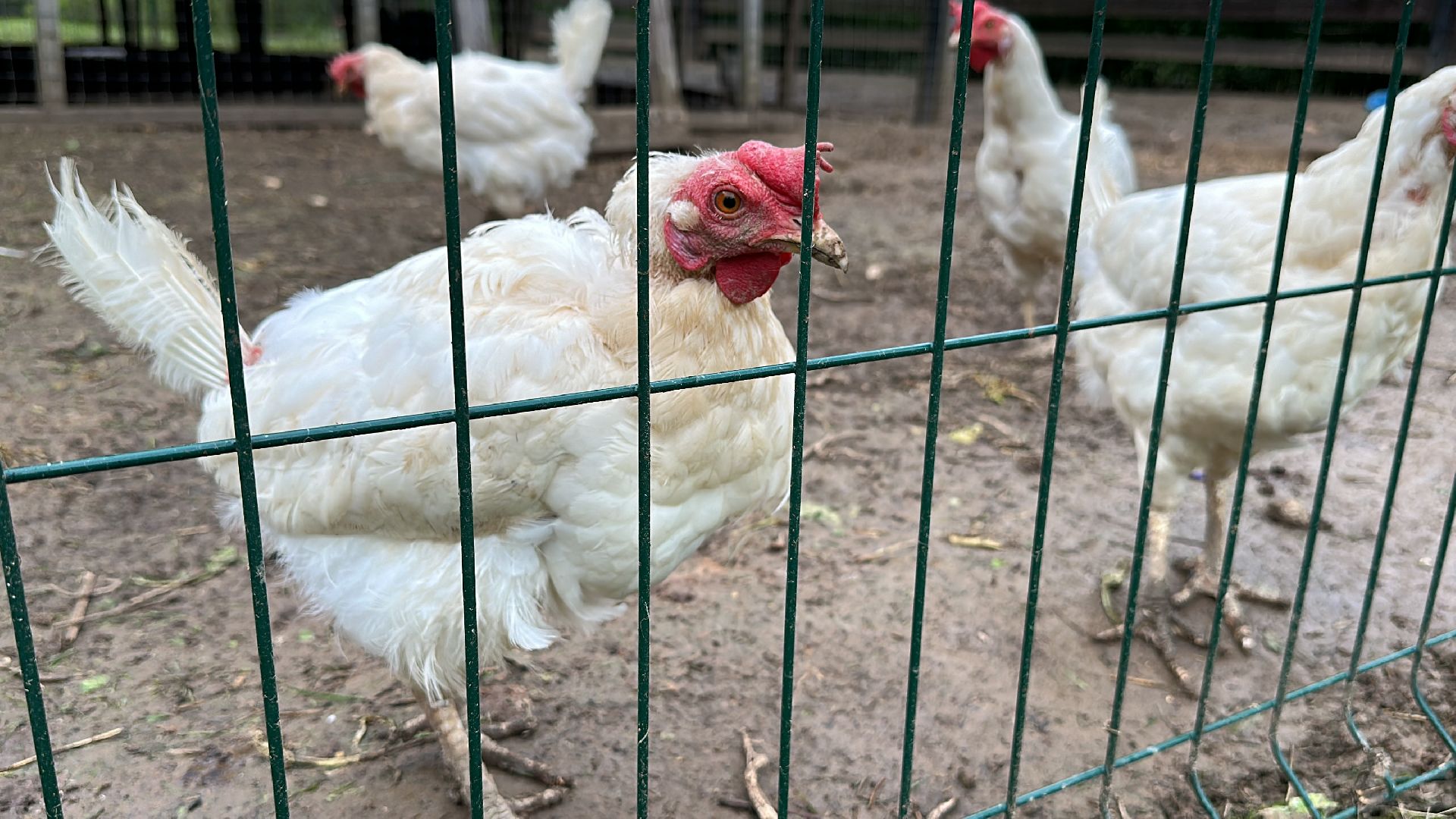 Клин, общество, благотворительность, волонтеры,