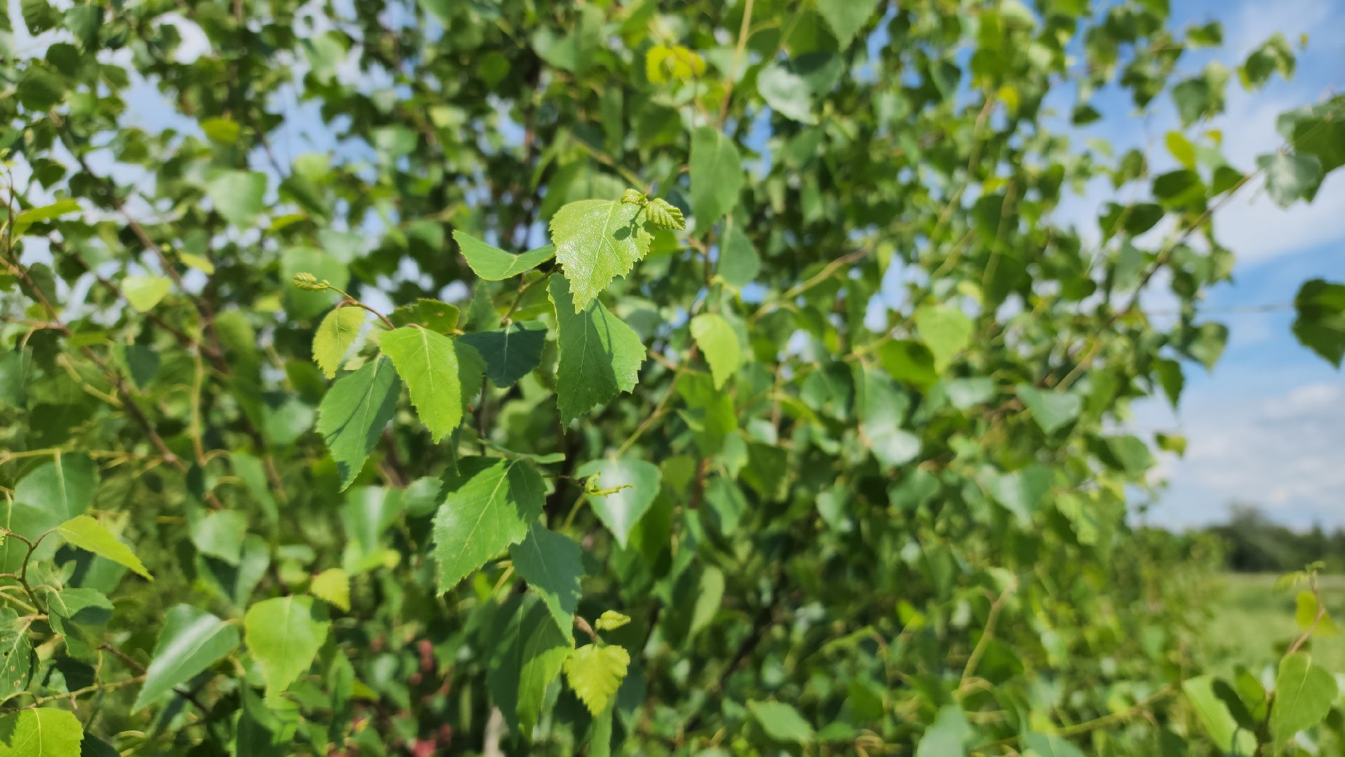 ступино, баня, хобби,