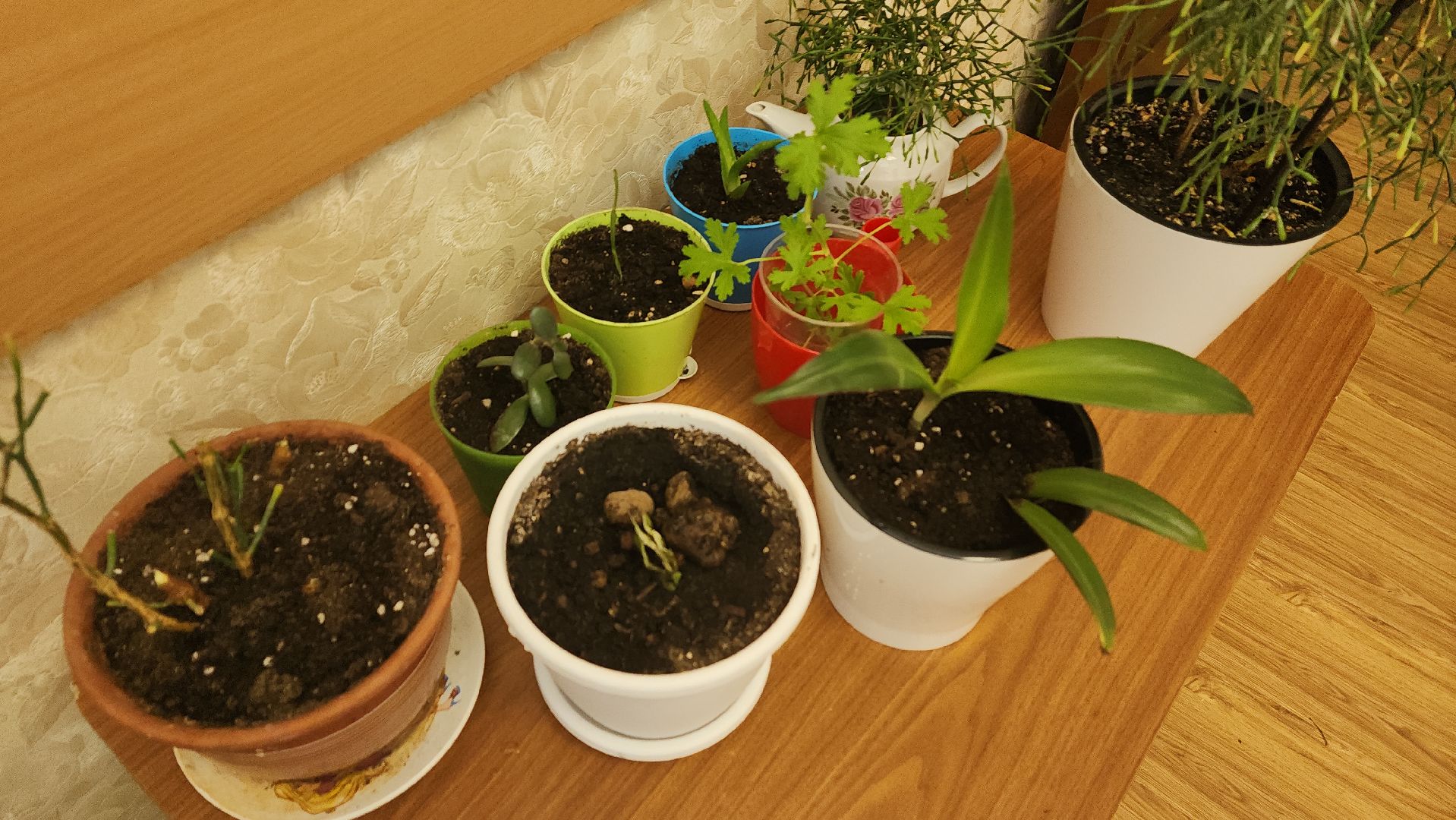 ивантеевка, теплица, центр социального обслуживания, социализация детей, социальная адаптация, овощи, растения,