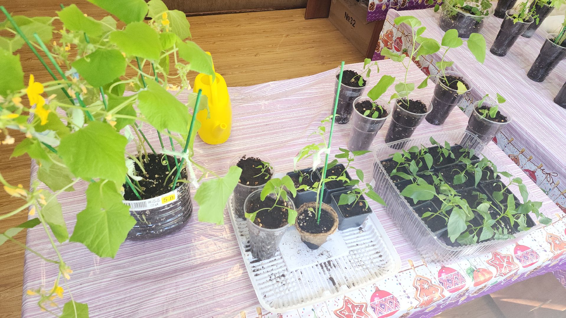 ивантеевка, теплица, центр социального обслуживания, социализация детей, социальная адаптация, овощи, растения,