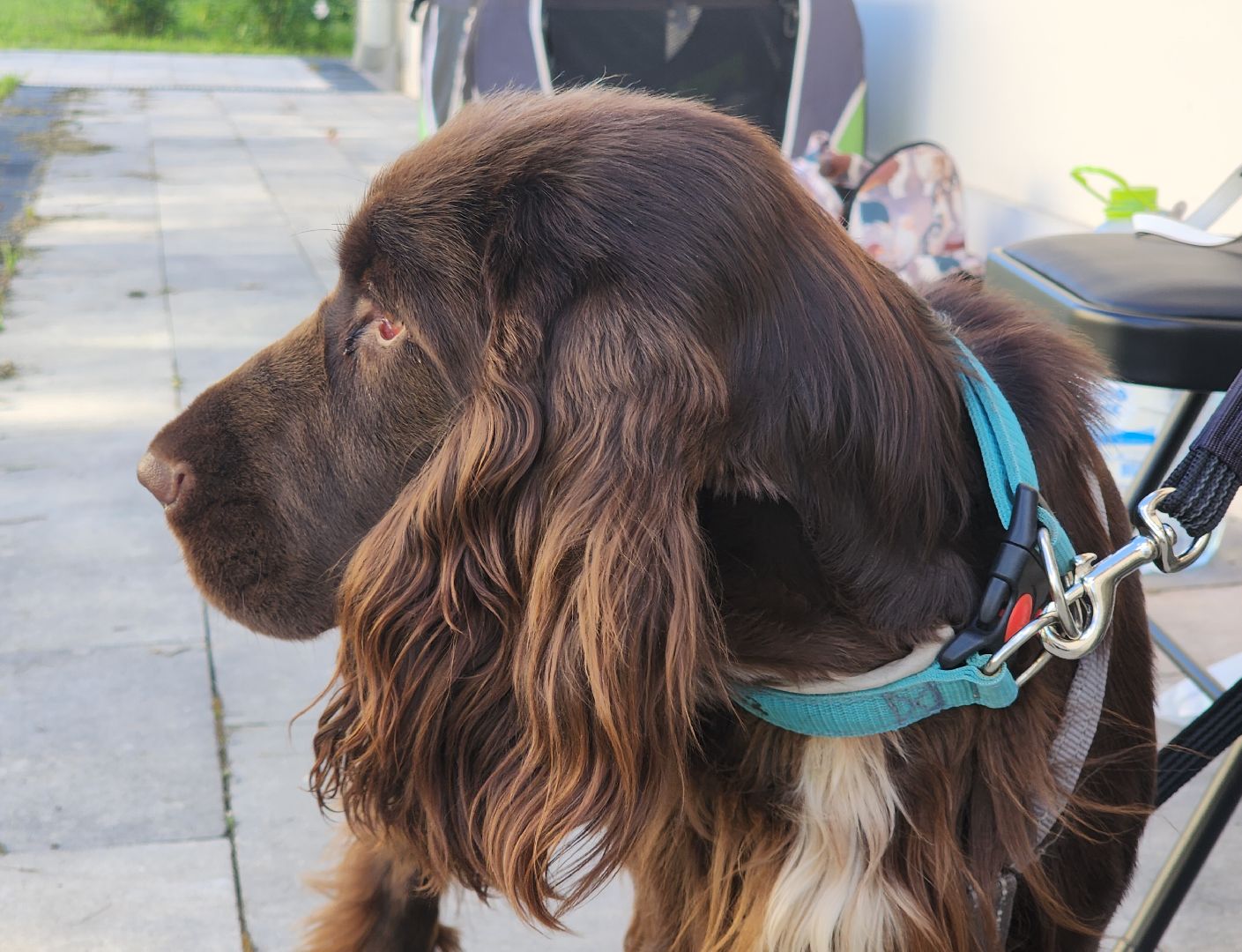 Звенигород, Общество,