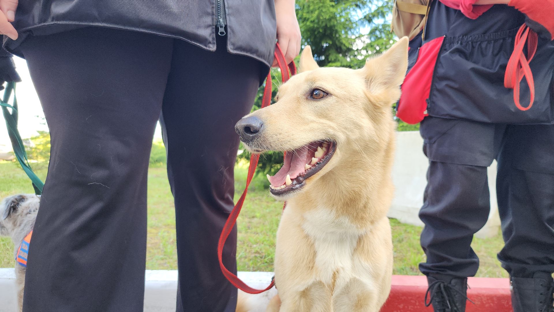 поисковые учения, Национальный центр помощи потерявшимся и пострадавшим детям, волонтеры-поисковики, Ногинск, Богородский городской округ,