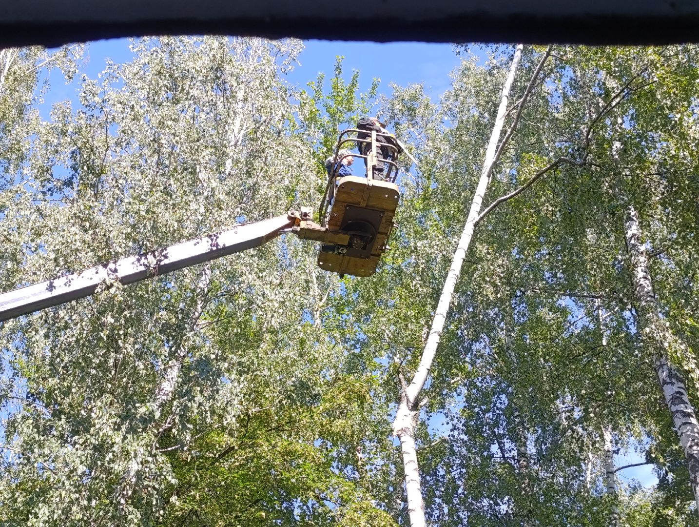 Бронницы, Опиловка деревьев, Строительная 13,Удаление деревьев, МБУ Благоустройство,