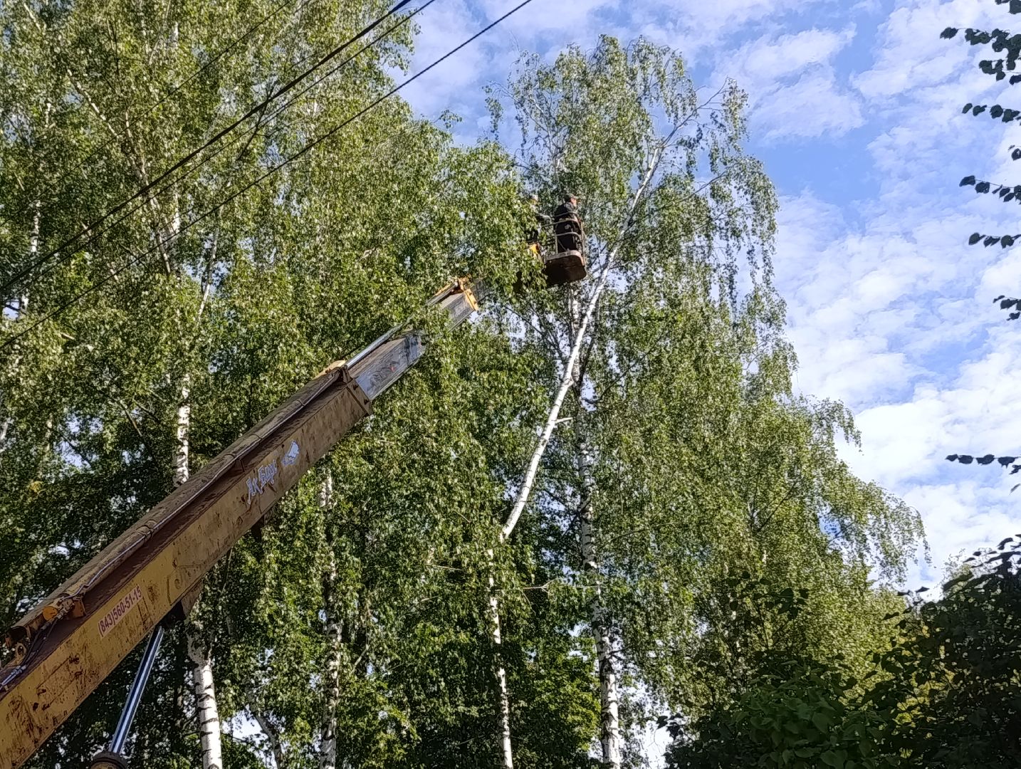 Бронницы, Опиловка деревьев, Строительная 13,Удаление деревьев, МБУ Благоустройство,