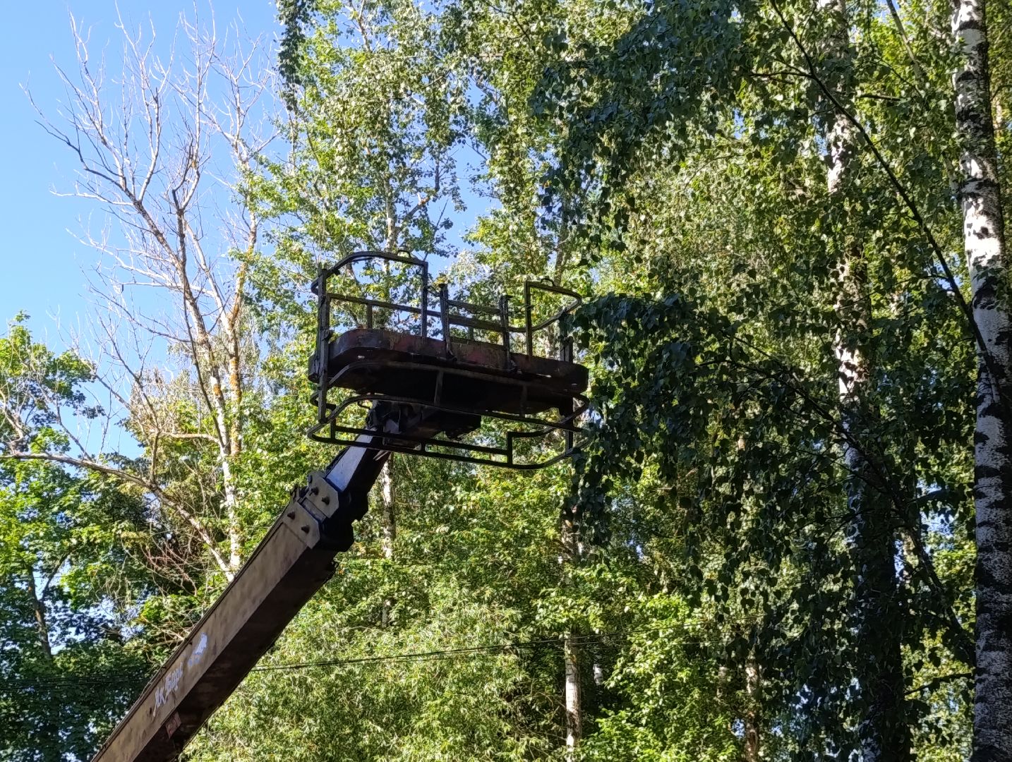 Бронницы, Опиловка деревьев, Строительная 13,Удаление деревьев, МБУ Благоустройство,