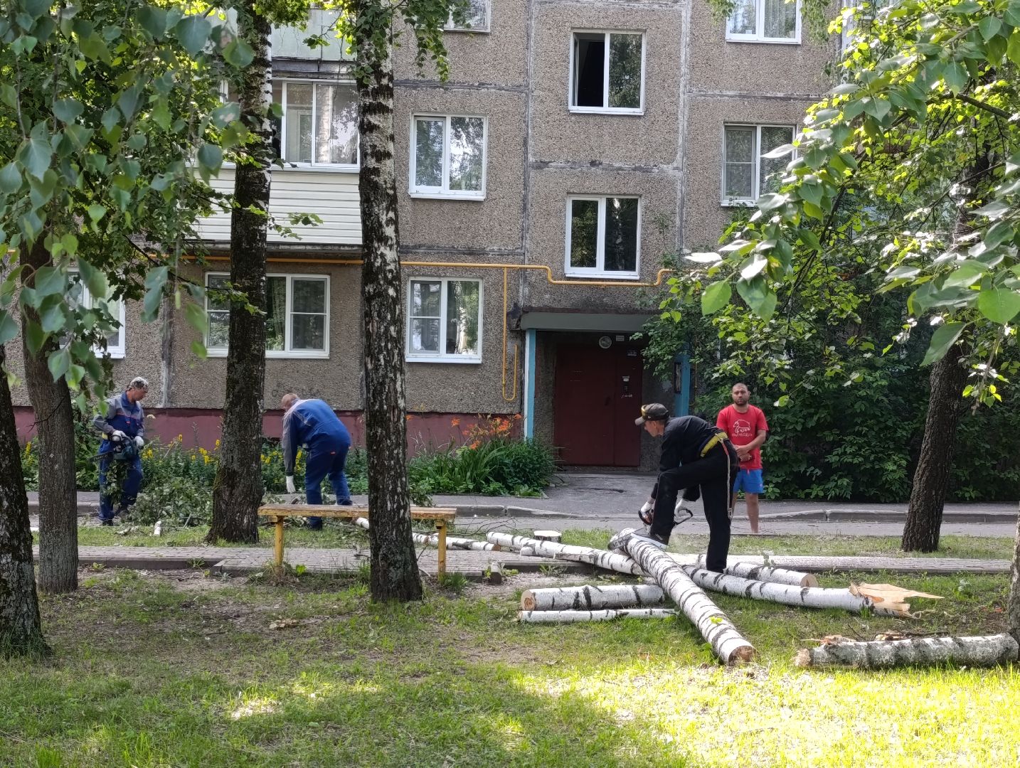 Бронницы, Опиловка деревьев, Строительная 13,Удаление деревьев, МБУ Благоустройство,