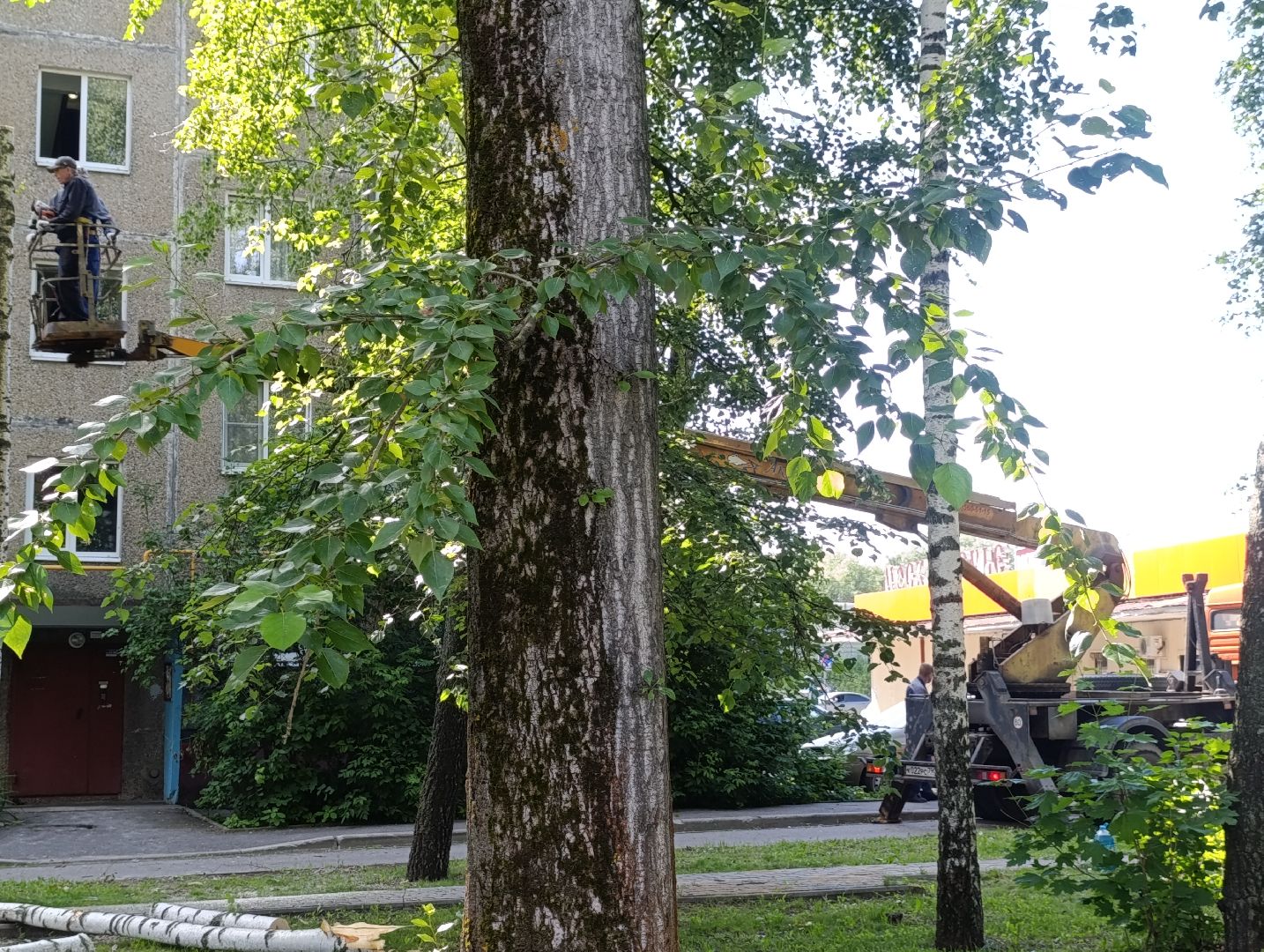 Бронницы, Опиловка деревьев, Строительная 13,Удаление деревьев, МБУ Благоустройство,