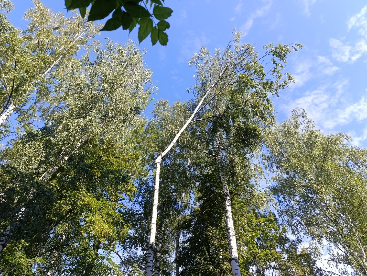 Бронницы, Опиловка деревьев, Строительная 13,Удаление деревьев, МБУ Благоустройство,