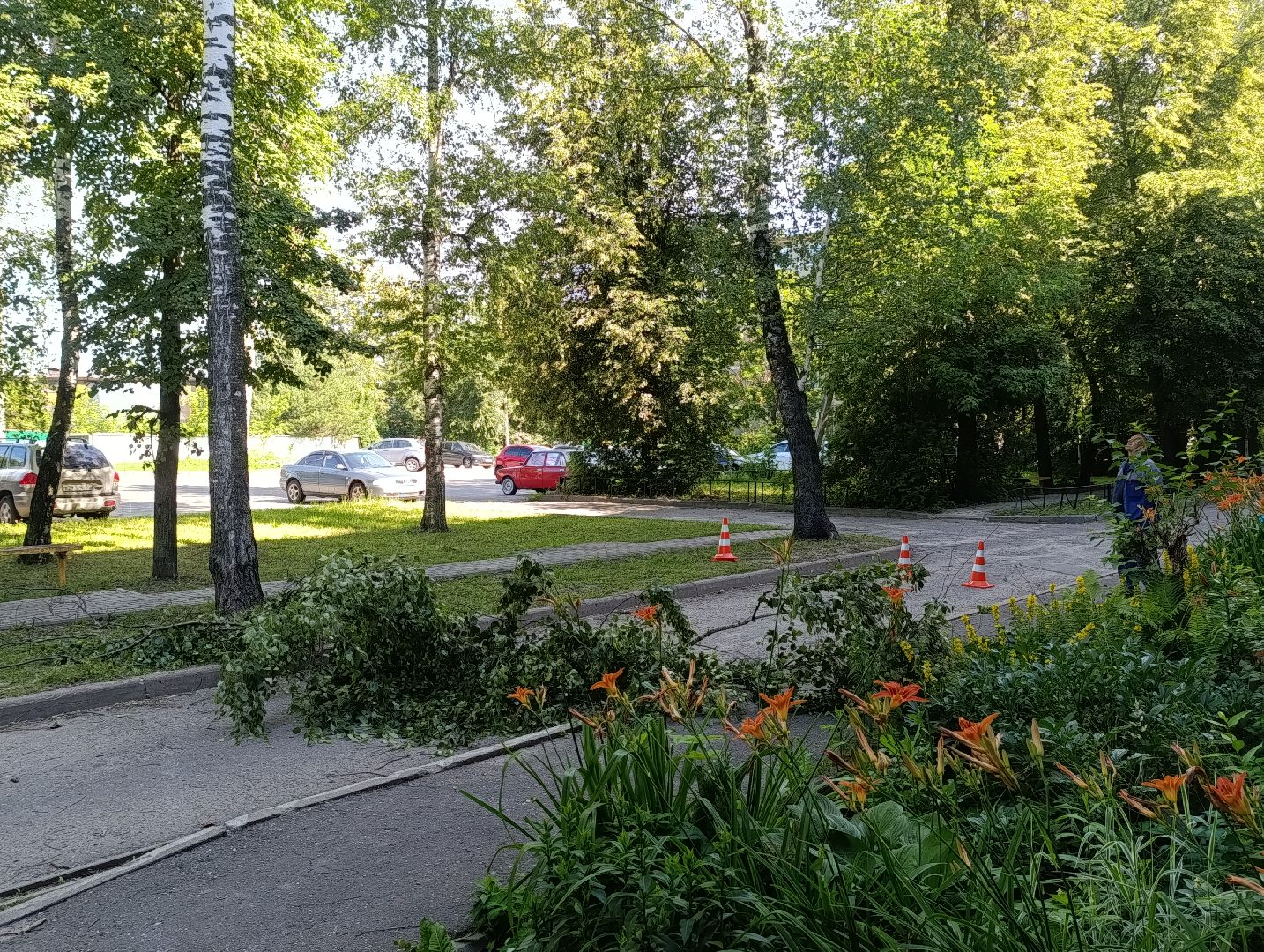 Бронницы, Опиловка деревьев, Строительная 13,Удаление деревьев, МБУ Благоустройство,