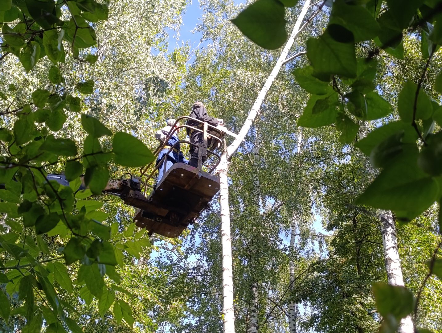 Бронницы, Опиловка деревьев, Строительная 13,Удаление деревьев, МБУ Благоустройство,