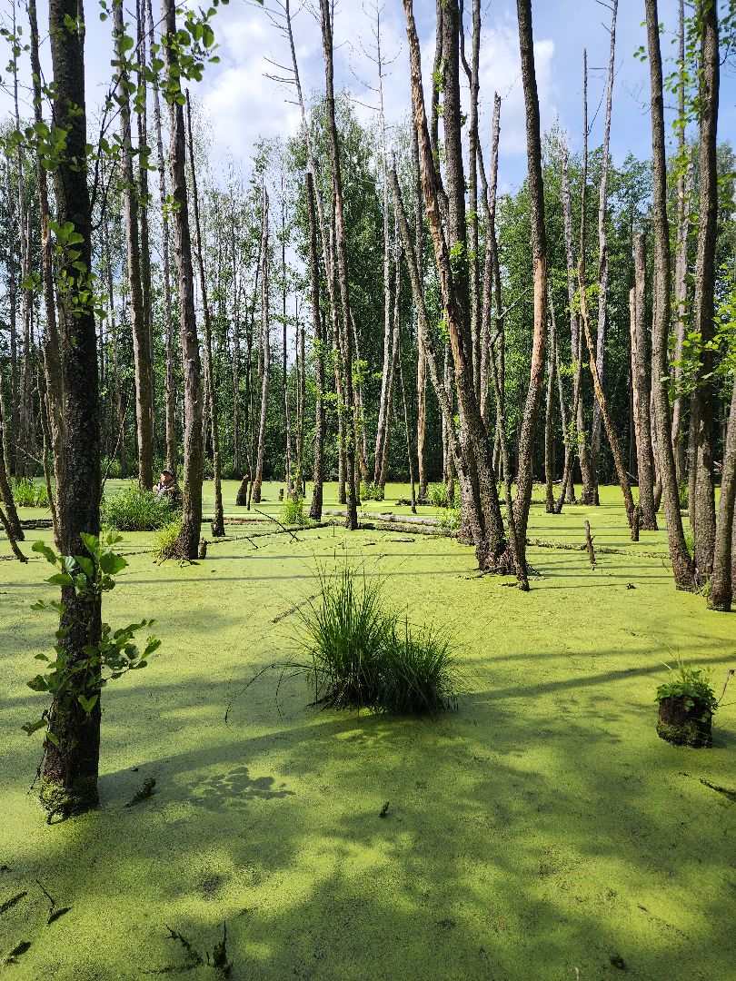 Нацинальный центр помощи пропашим и пострадавшим детям, поиск пропавших детей, волонтеры-поисковики, Ногинск, Богородский городской округ,