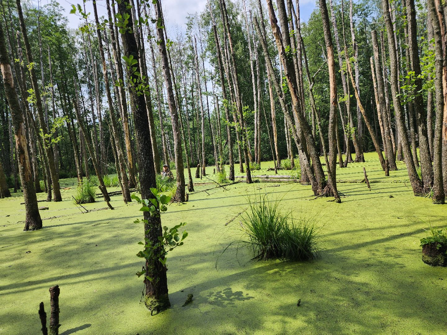 Нацинальный центр помощи пропашим и пострадавшим детям, поиск пропавших детей, волонтеры-поисковики, Ногинск, Богородский городской округ,
