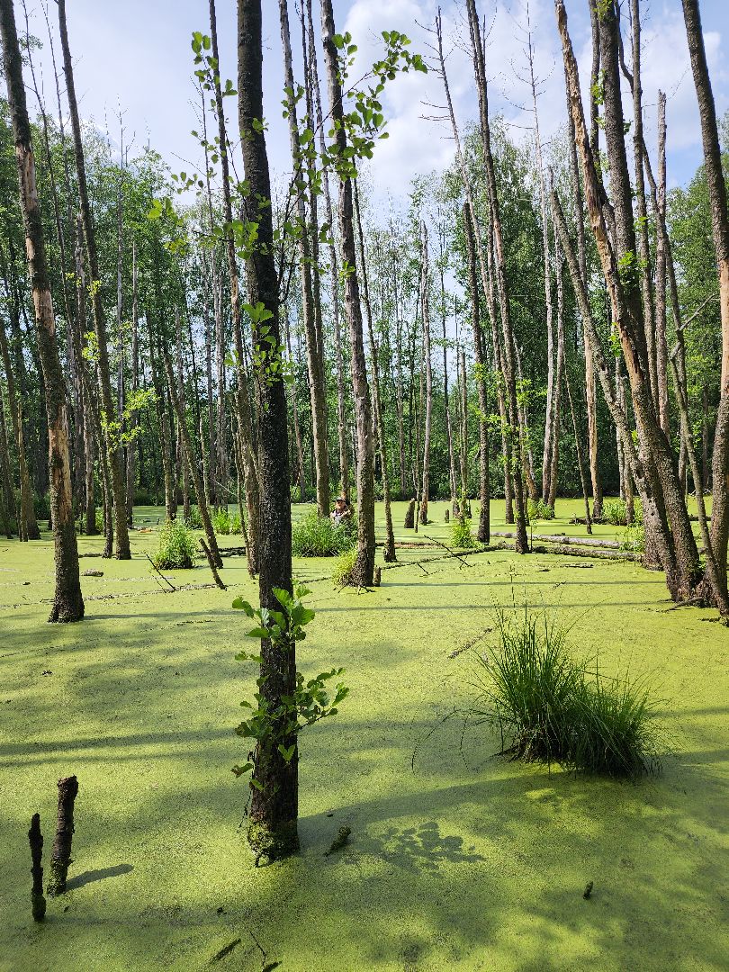 Нацинальный центр помощи пропашим и пострадавшим детям, поиск пропавших детей, волонтеры-поисковики, Ногинск, Богородский городской округ,