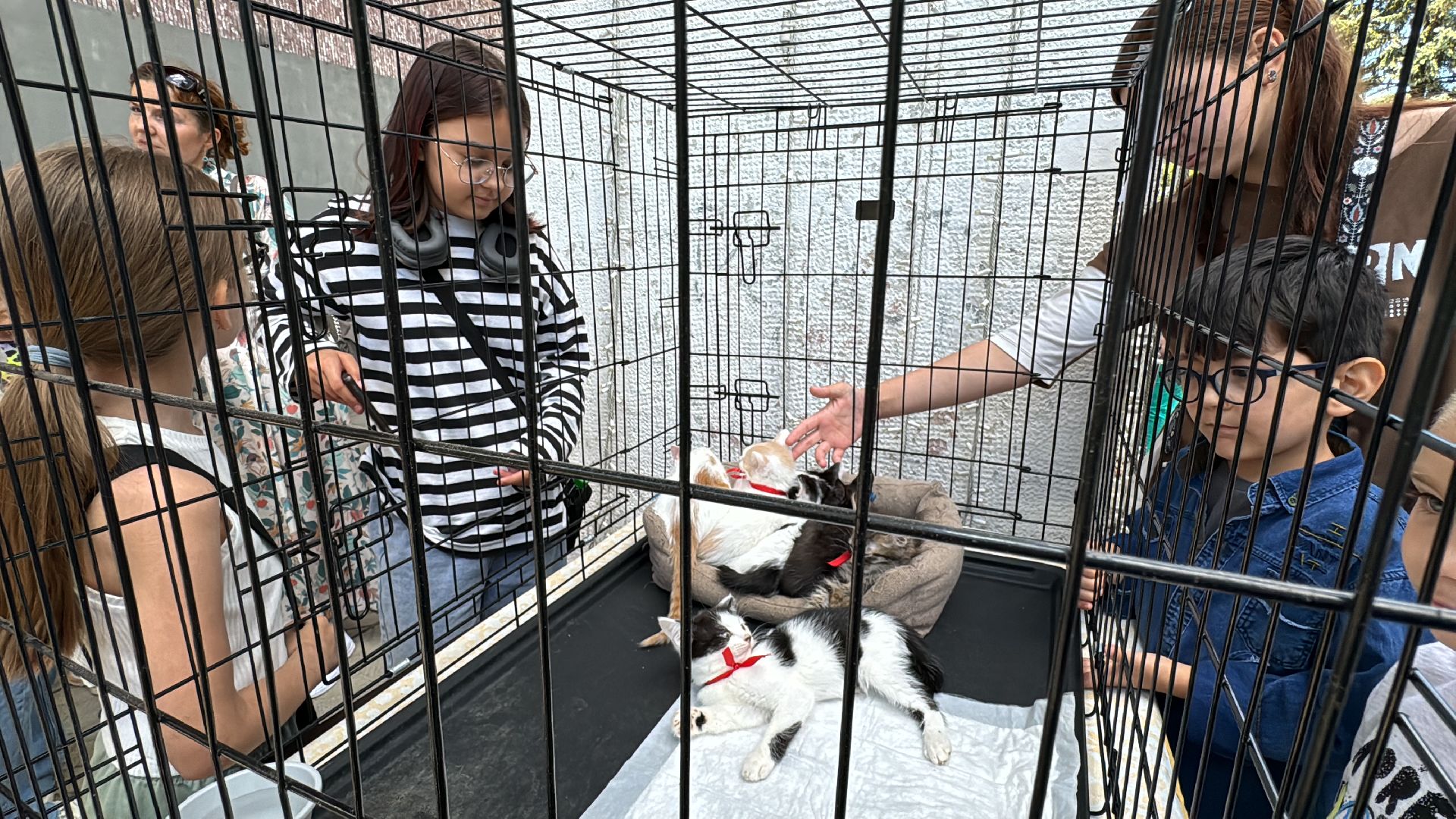 Одинцово, Приют Гав, Выставка кошек и собак,