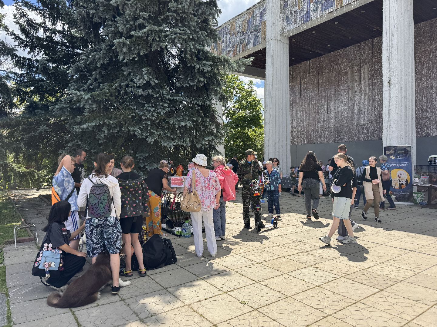 Одинцово, Приют Гав, Выставка кошек и собак,