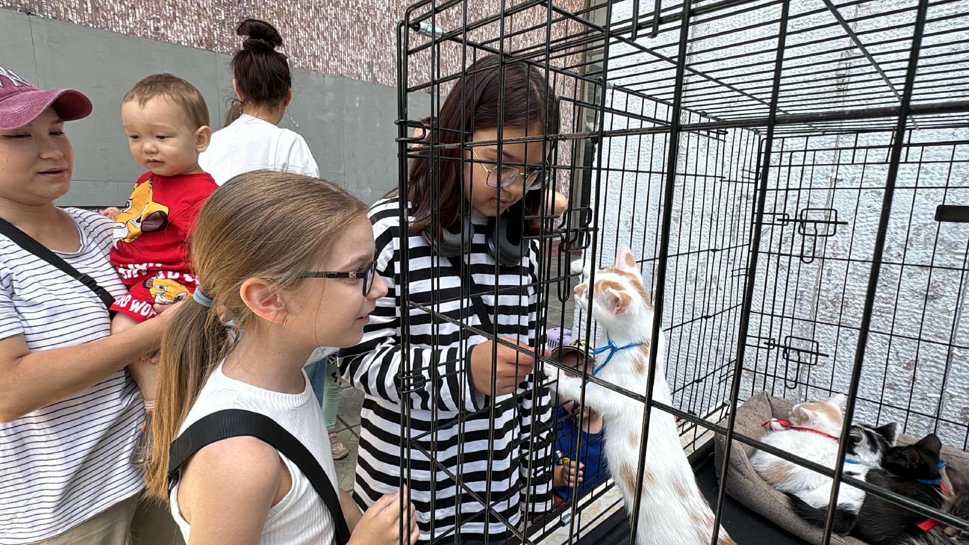 Одинцово, Приют Гав, Выставка кошек и собак,