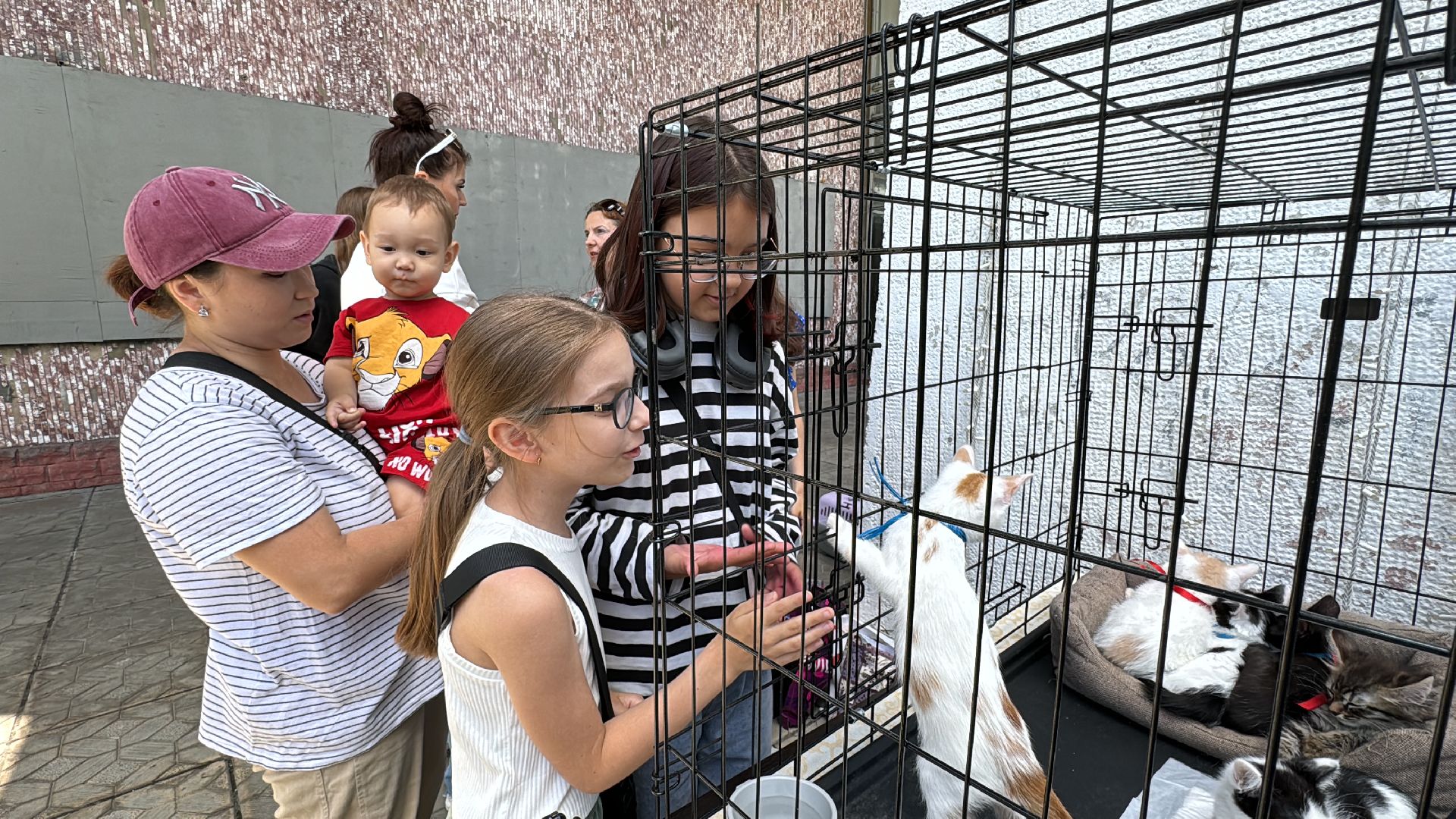 Одинцово, Приют Гав, Выставка кошек и собак,