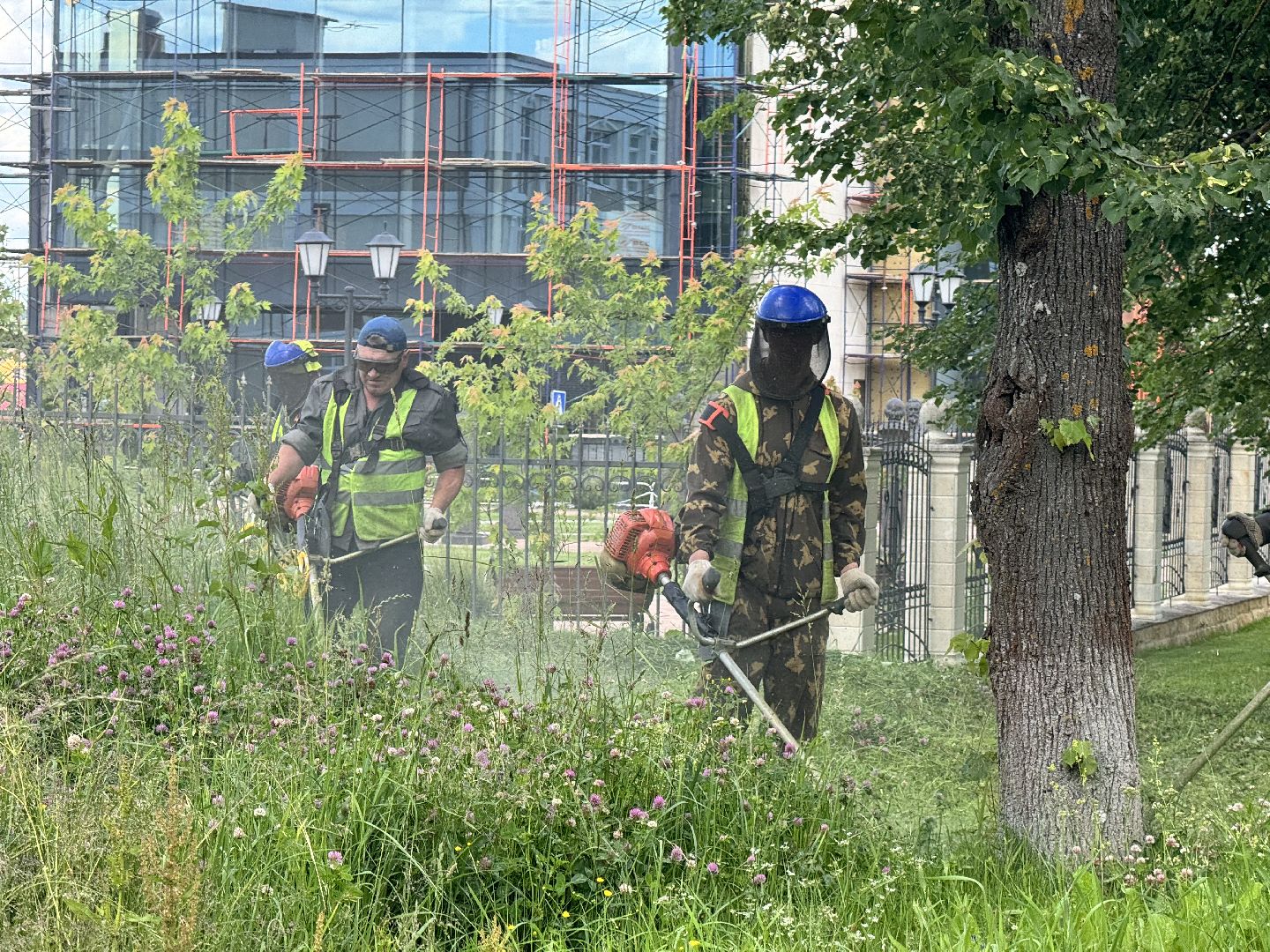 шаховская, трава, покос травы, коммунальная служба,