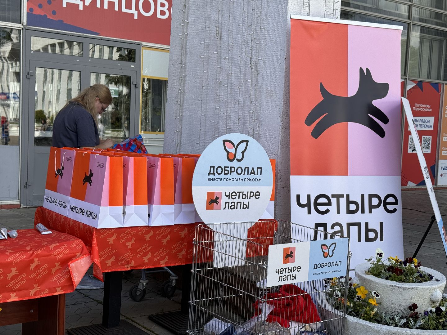 Одинцово, Выставка кошек и собак из приютов, Питомцы в добрые руки, Братья наши меньшие,