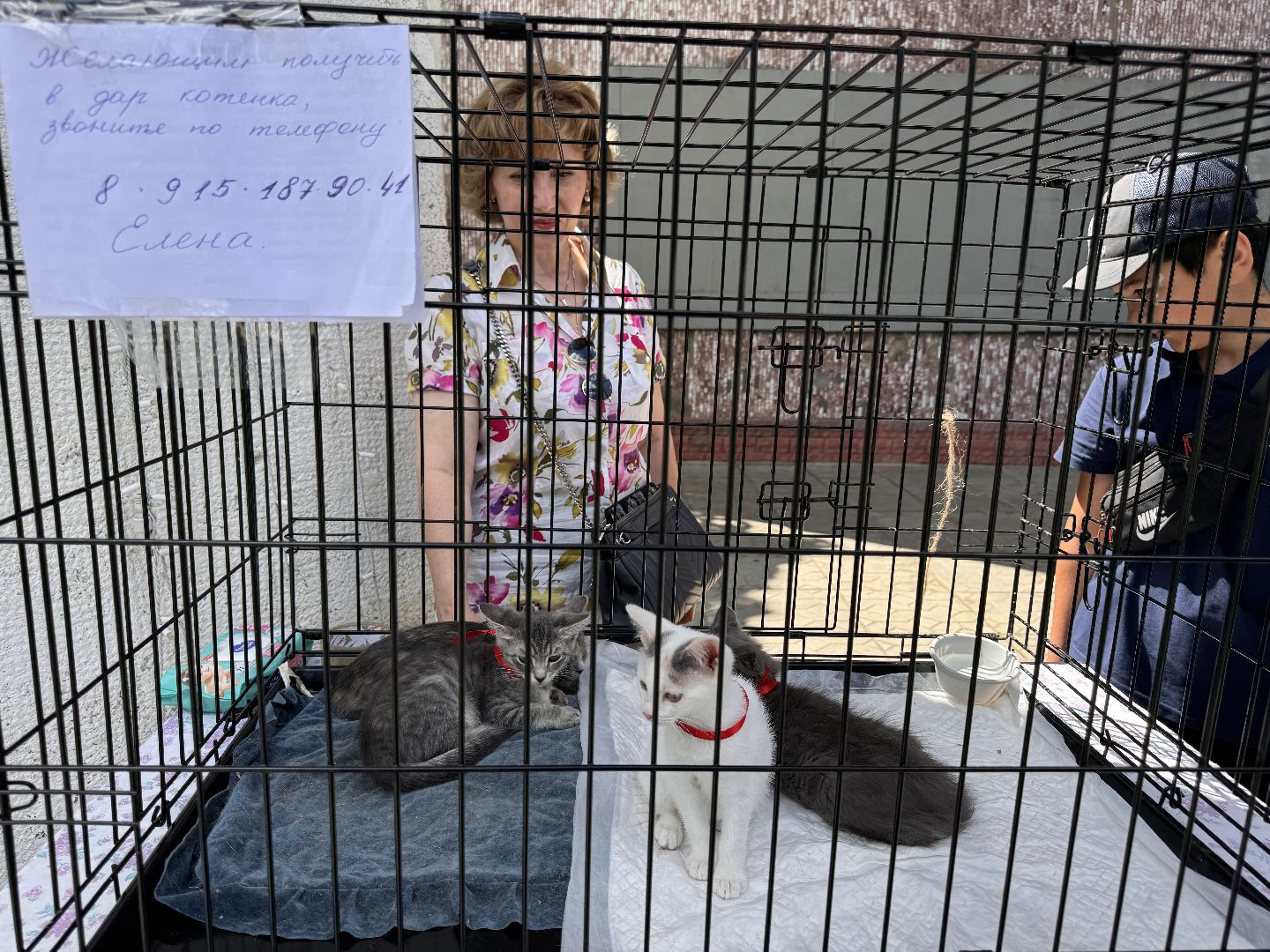 Одинцово, Выставка кошек и собак из приютов, Питомцы в добрые руки, Братья наши меньшие,