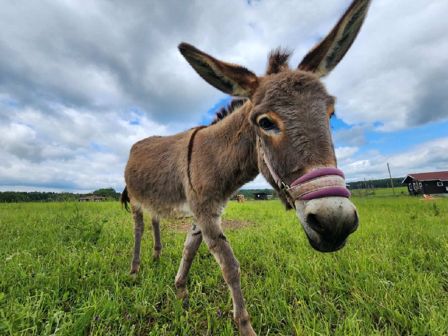 можайск, можайский городской округ, туризм, агротуризм, ранчорф, отдых в подмосковье, лето в подмосковье,