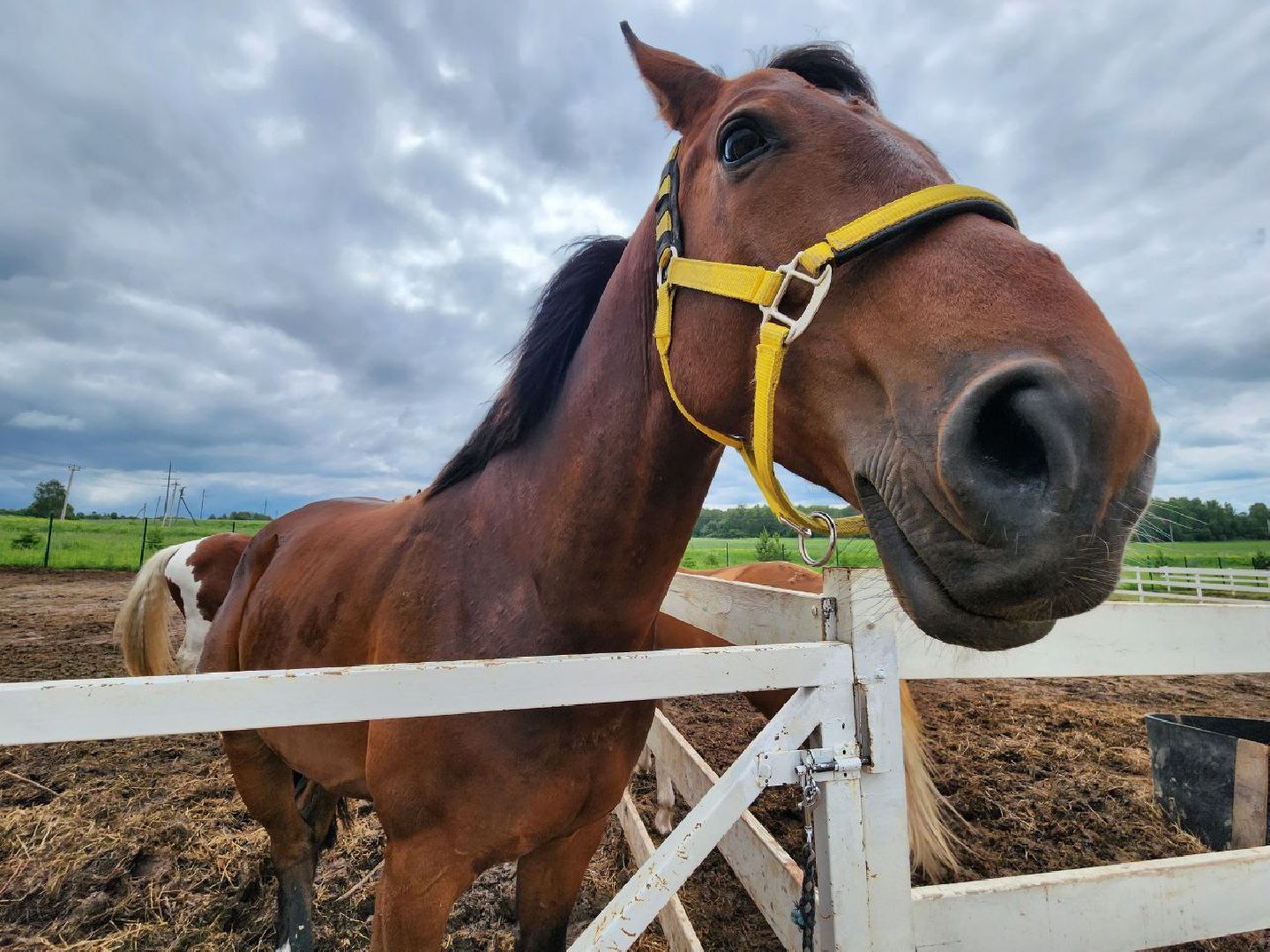 можайск, можайский городской округ, туризм, агротуризм, ранчорф, отдых в подмосковье, лето в подмосковье,