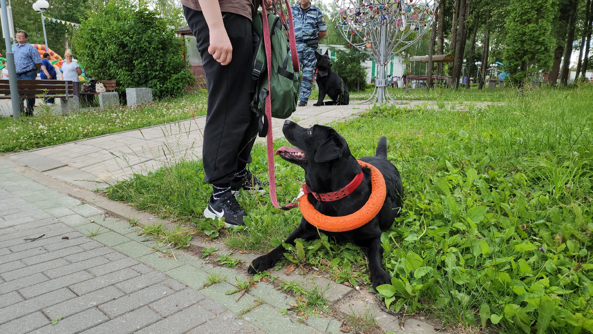 кашира, городской парк, кинолог, кинологическая служба, ко мне мухтар, ветеринар, приют для собак, собаки, дог-шоу,